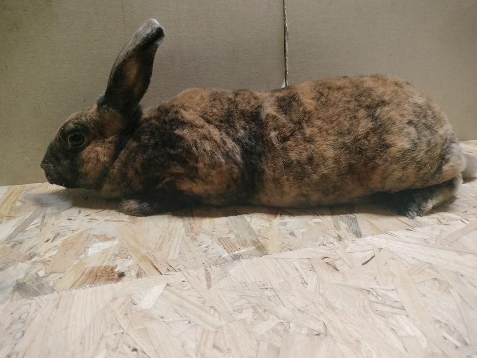 Króliki rex samiec samica kotna