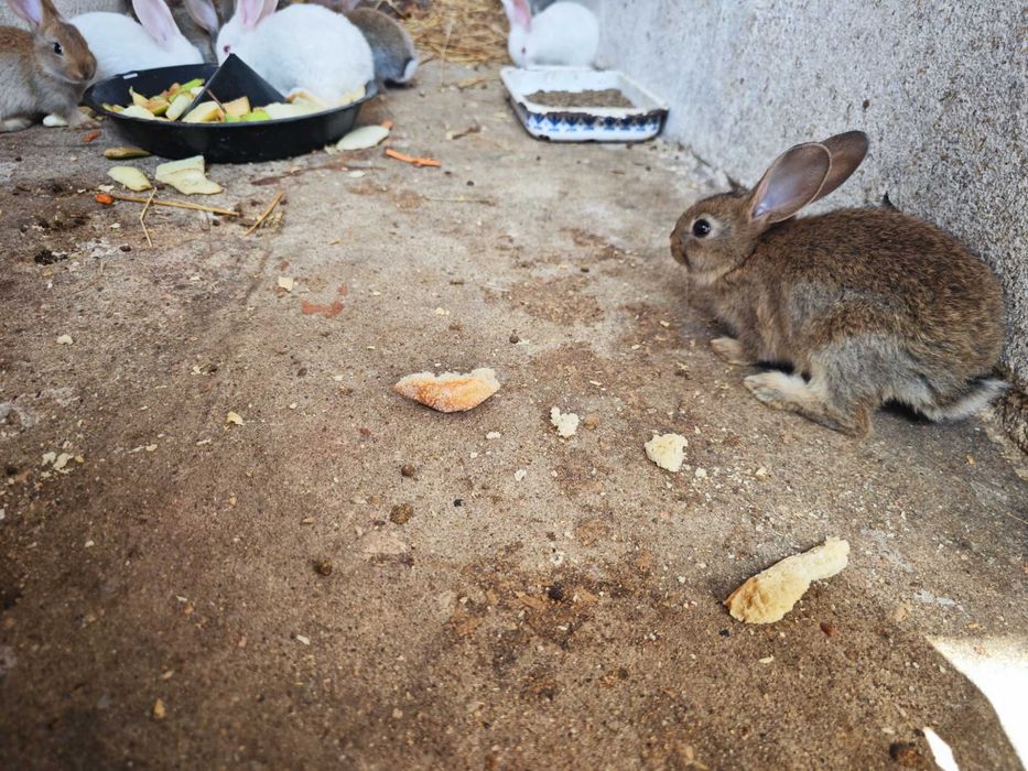 Coelhinhos caseiros bem cuidados