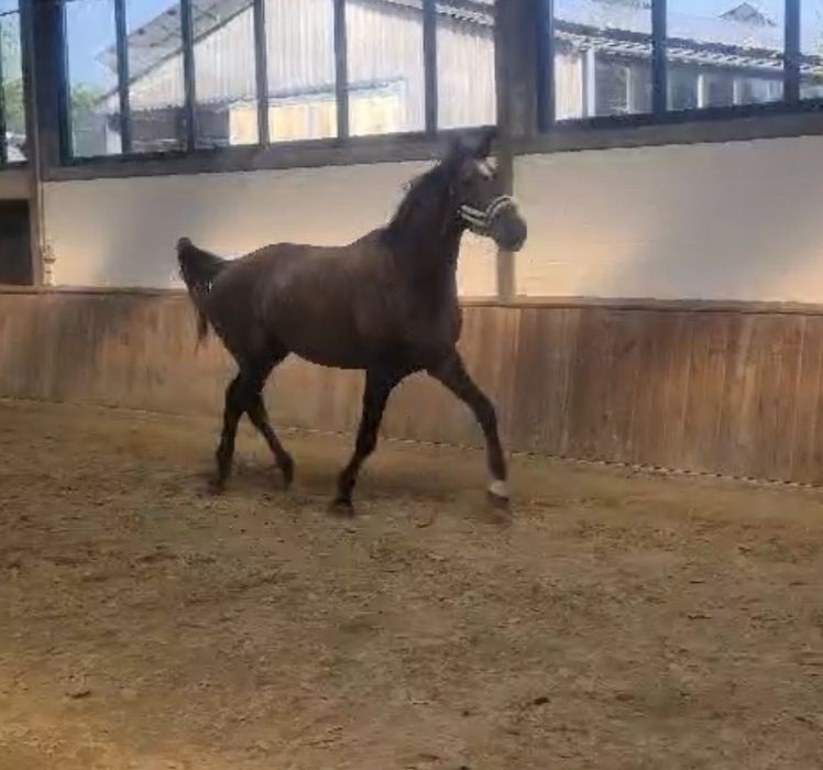 Ogier 175 cm - wysoki - Poker