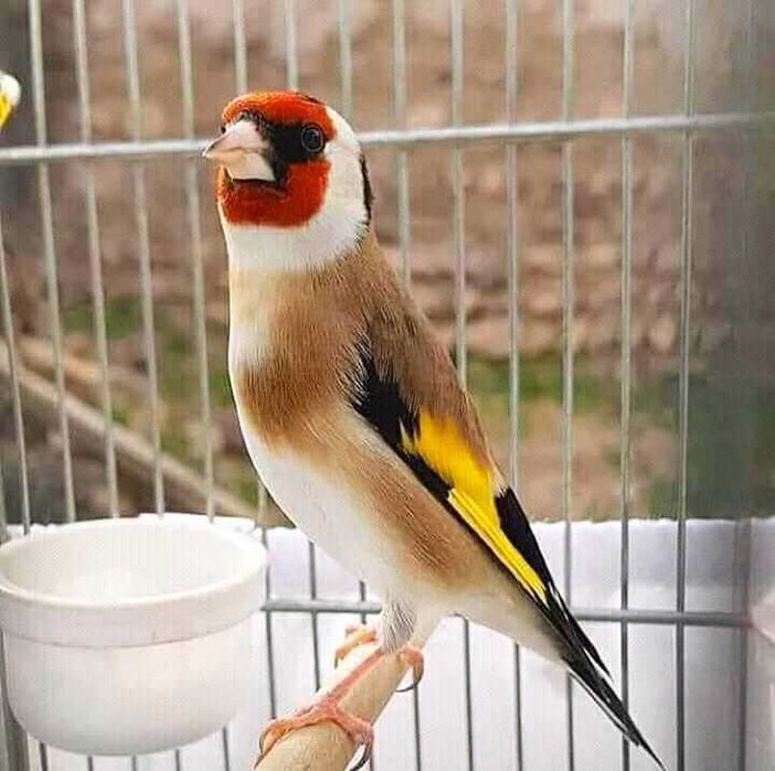 Aves anilhadas  2025/2026 (outras aves)