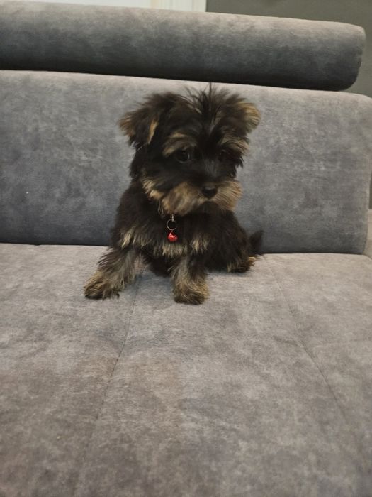 Sunia york z Rodowodem do odbioru