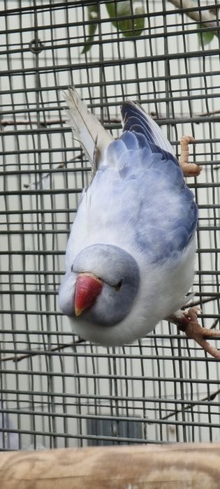 Ring necks de 2024 e 2025 várias mutações