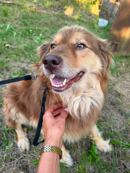 7 letni Maniek do pilnej adopcji!