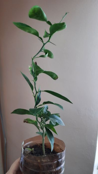 Сансевие́рия и не только