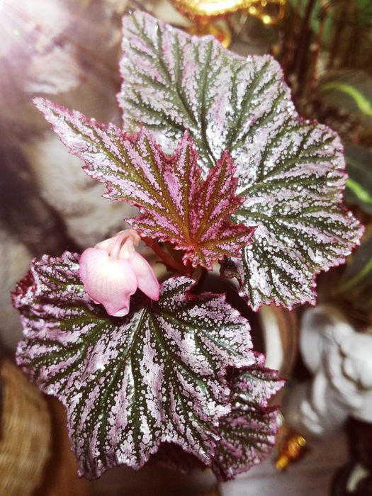 Begonia Pink Minx RZADKOŚĆ rośl. kolekcjonerska nie monstera variegata