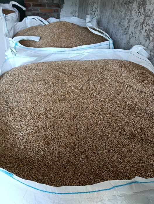 Sprzedam przenice ozimą Chewinion