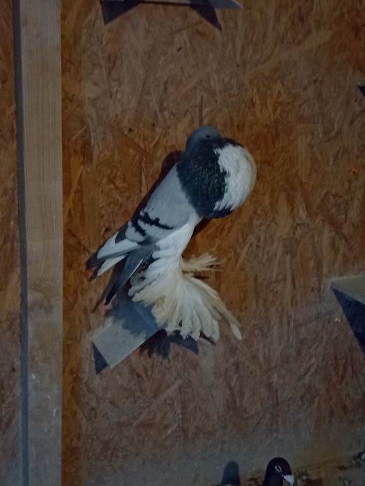 Garłacze pomorskie młode 2026