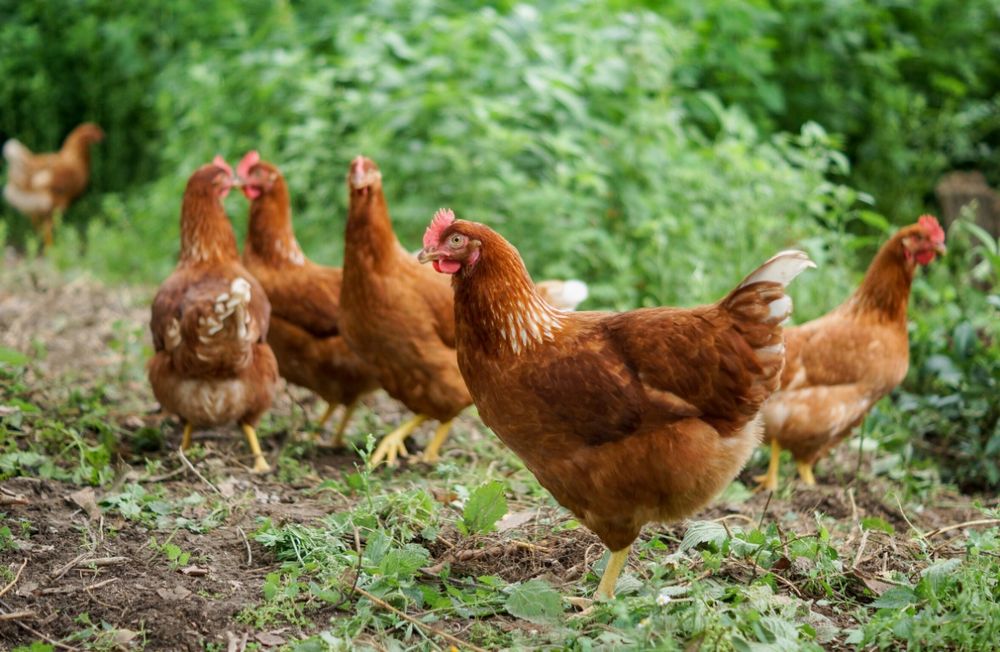 До 5 м.кури ломани