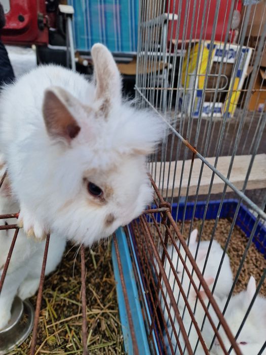 Кролик декоративний