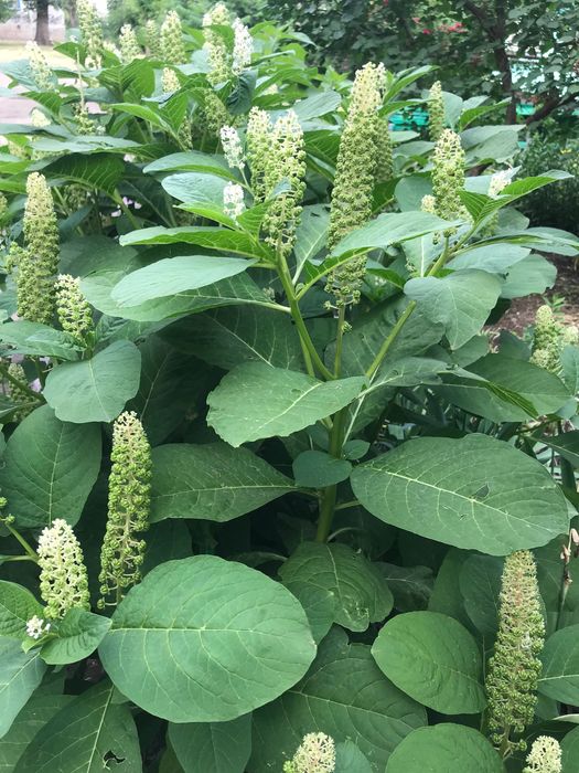 Семена цветов разных