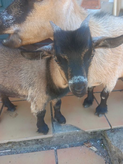 "Chopper" o magnifico cabrito anão