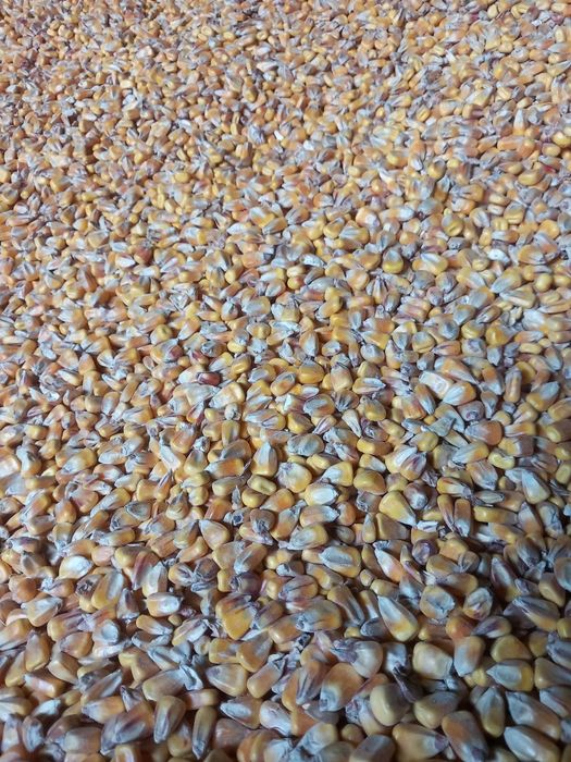 Sprzedam suchą kukurydzę