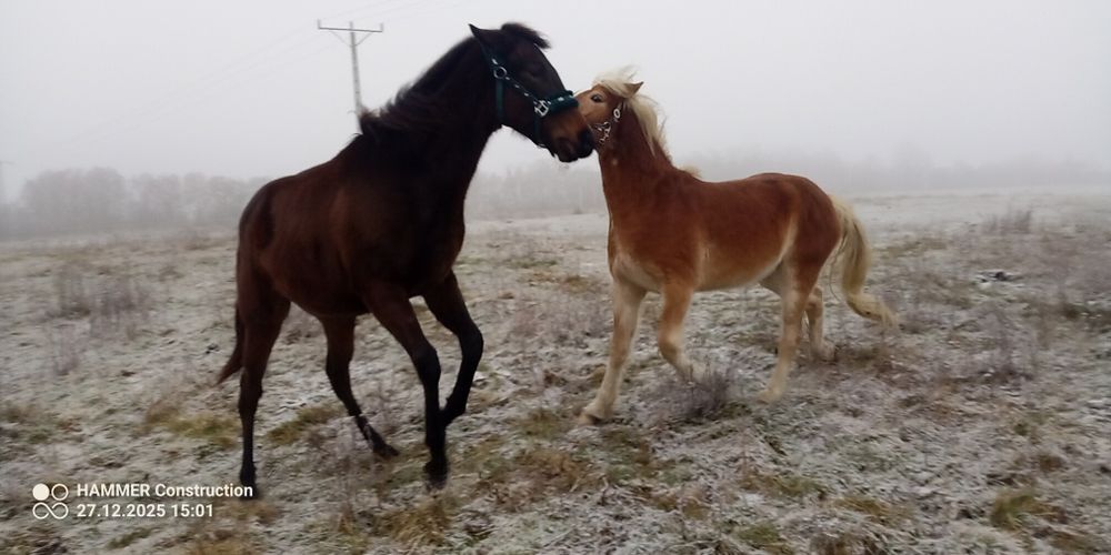 Klacz pełnej krwi angielskiej