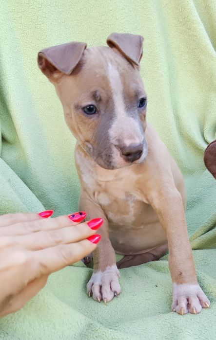 Amstaff suczka skończone 8 tyg gotowa do odbioru