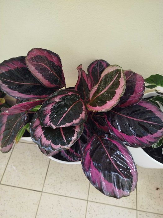 Planta Calathea em vasp