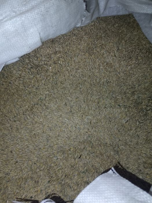 Продам овес 2025