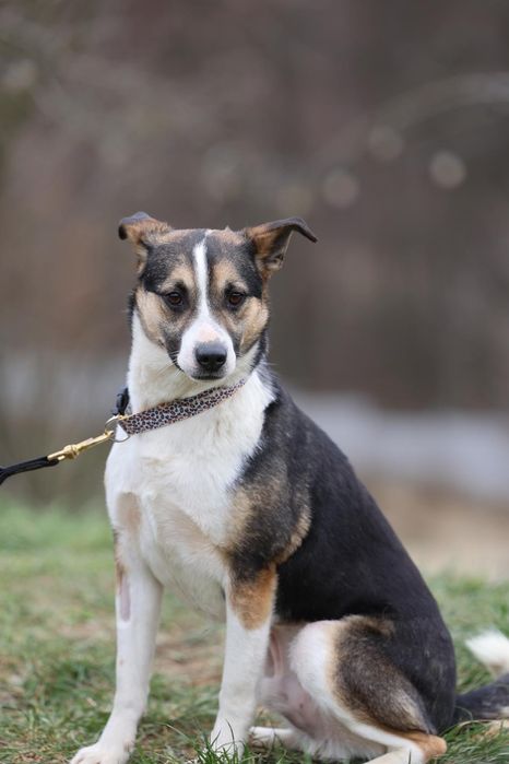 Do adopcji 3letni piesek