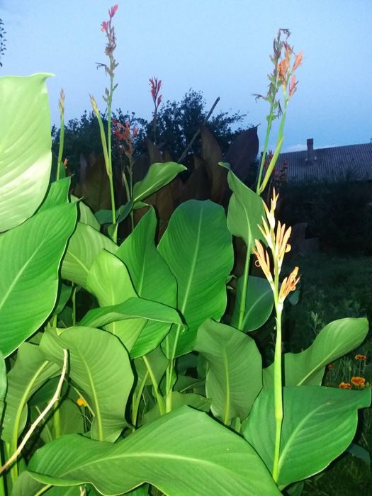 вуличні Канна Eric Neubert