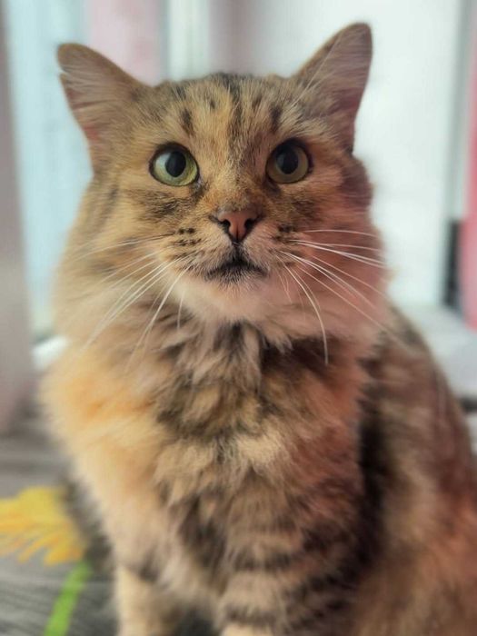 Мамка в пошуках сім'ї