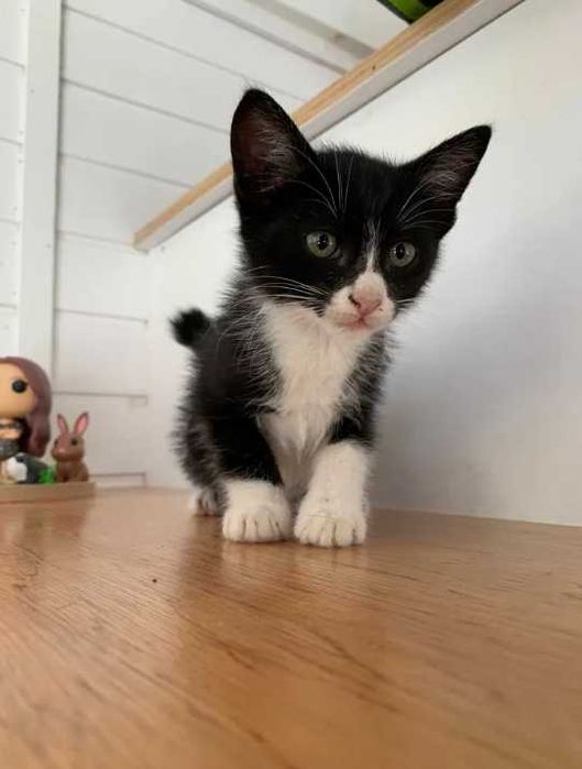 gato macho bebé 2 meses preto e branco