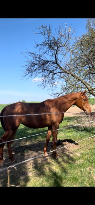 Sprzedam klacz wielkopolską