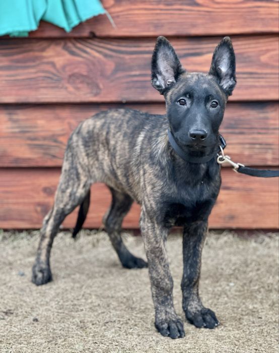 Шикарный крупный мощный пацан рабочего разведения!