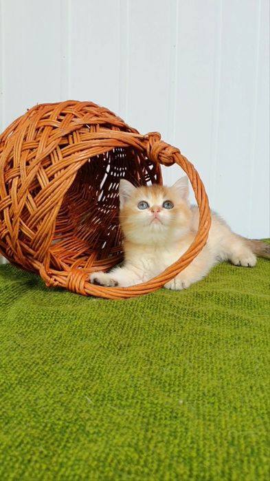 Класнючие плюшевые котята золотая шиншилла