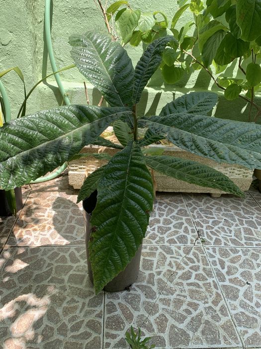 Nespereira (arvore que dá nêsperas muito doces e grandes)