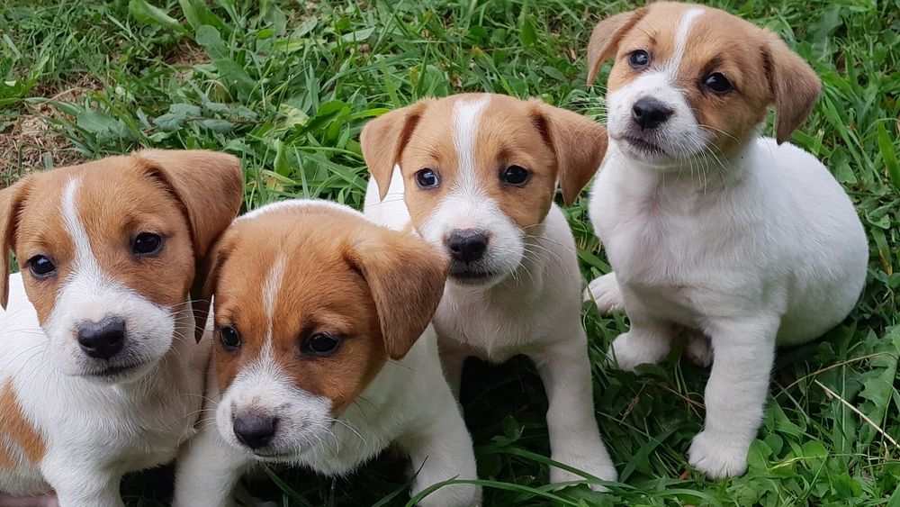 Jack Russell Terrier