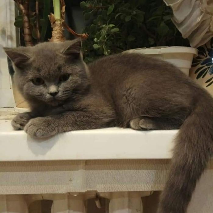 Британська блакитна