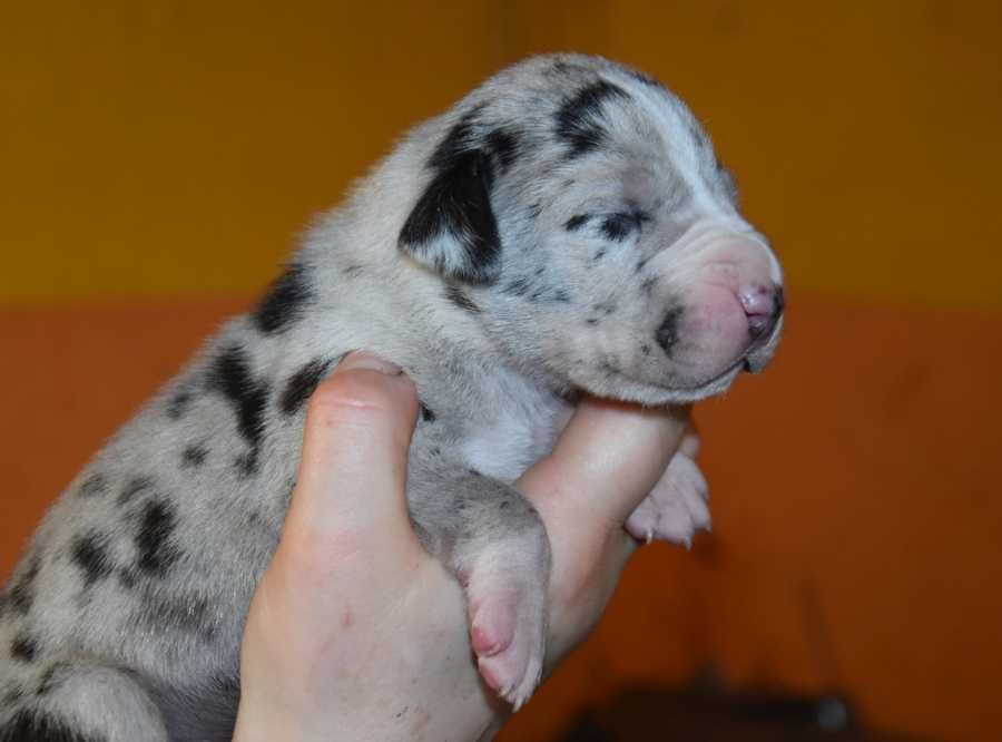 szczenię, dog niemiecki, szary arlekin