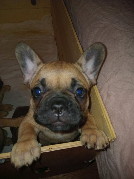 Продам щенков Французского бульдога