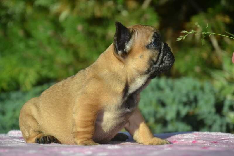 Buldog Francuski