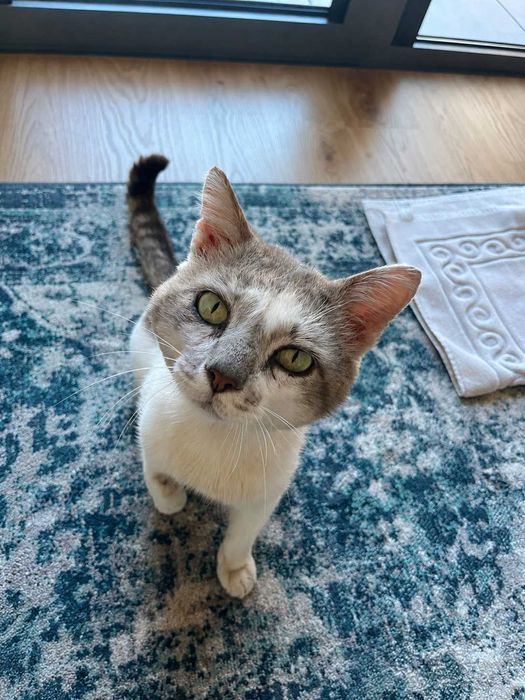 CASTRADO | Gato jovem e meigo disponível para Adoção Responsável