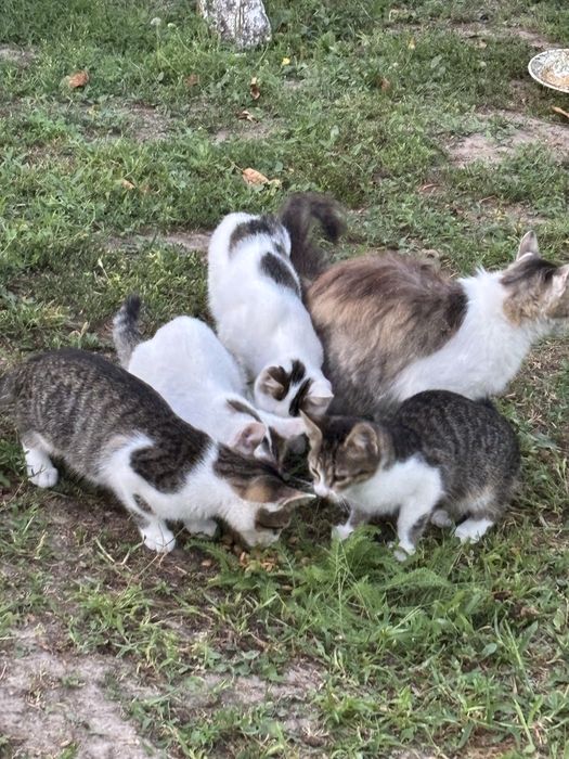 Продам 4 кошенят