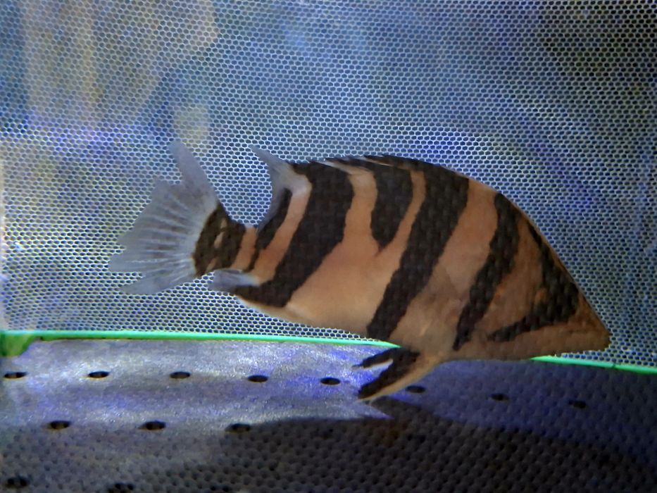 Datnioides Microlepis (3 barras e meia)