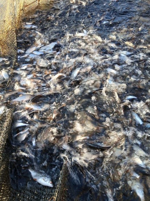 Karp Narybek kroczek Lin Karaś Wysyłka  Dowóz