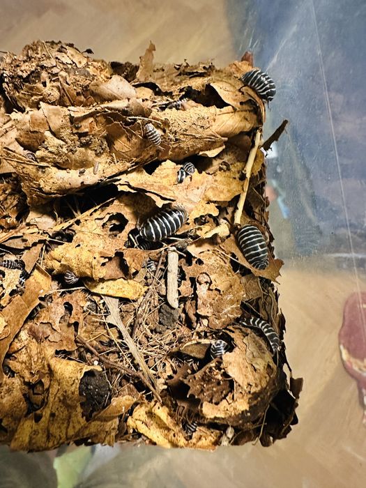 Isopody -Armadillidium maculatum -pakiet 10szt.