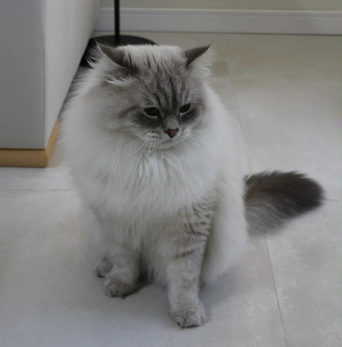 Śliczna kotka Neva Masquerade