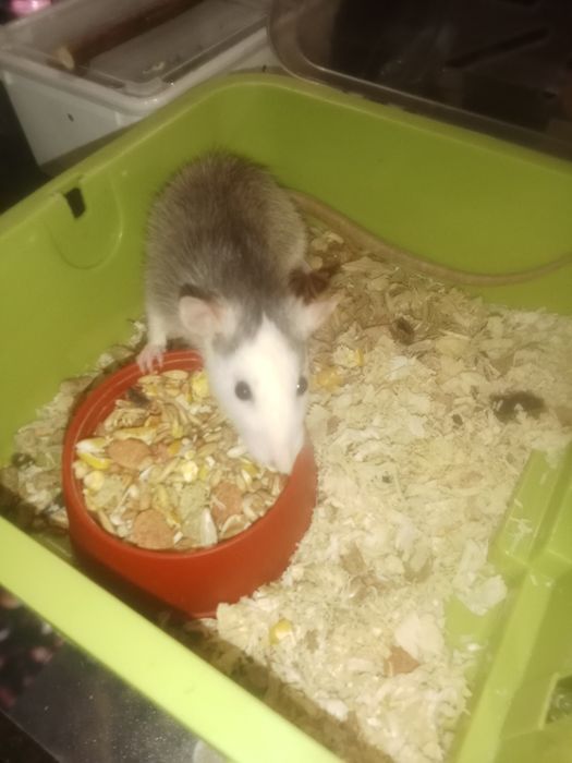 Roedores ratinhos Twister