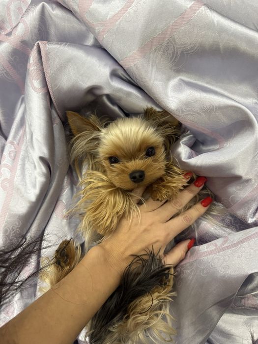 Вʼязка Міні Йорка