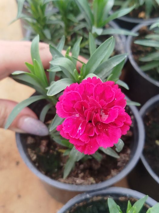 Гвоздика, петунія