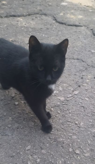 Чорний котик шукає дім
