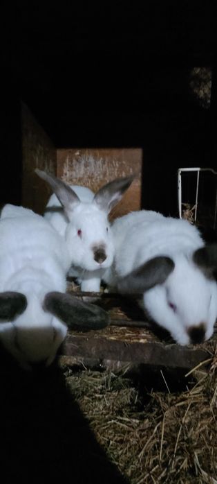 Króliki Kalifornijskie