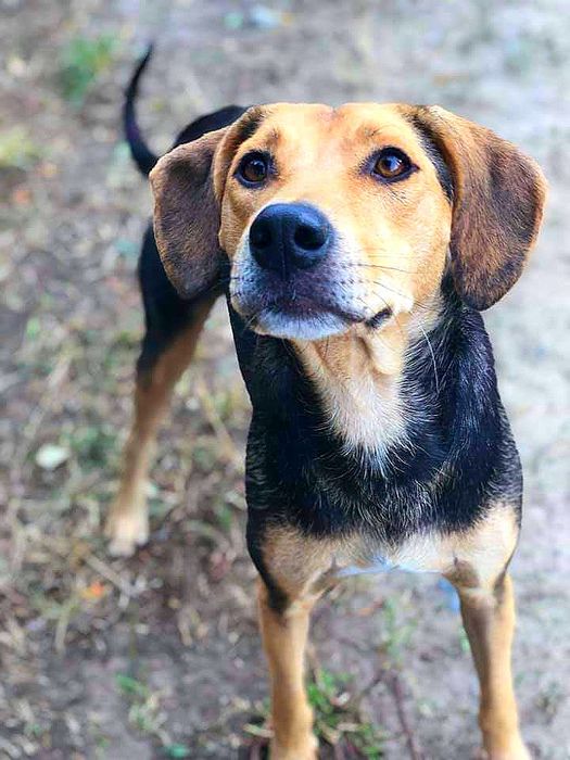 Супер класні цуценята в добрі руки!