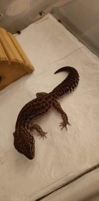 Gekon Lamparci Black Night