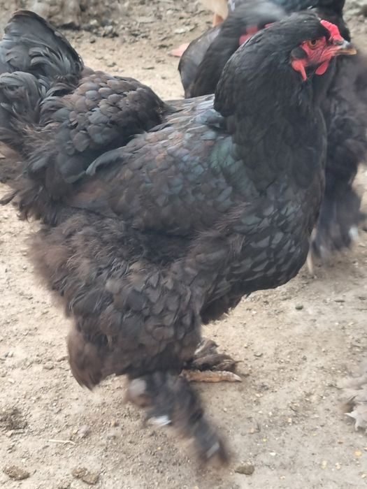 Casal Brahma Black