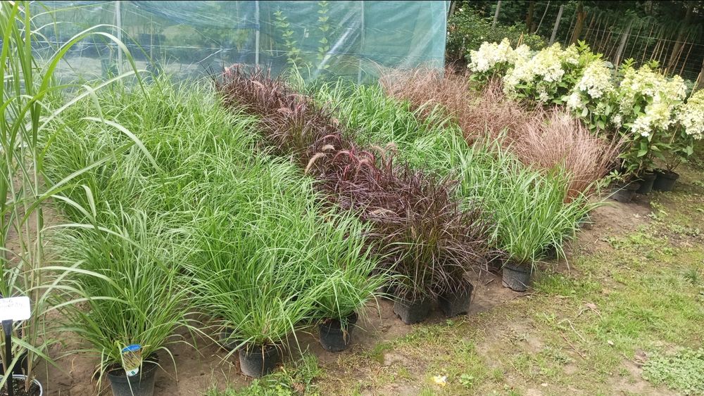 Krzewy ozdobne, szkółka trawy hortensja