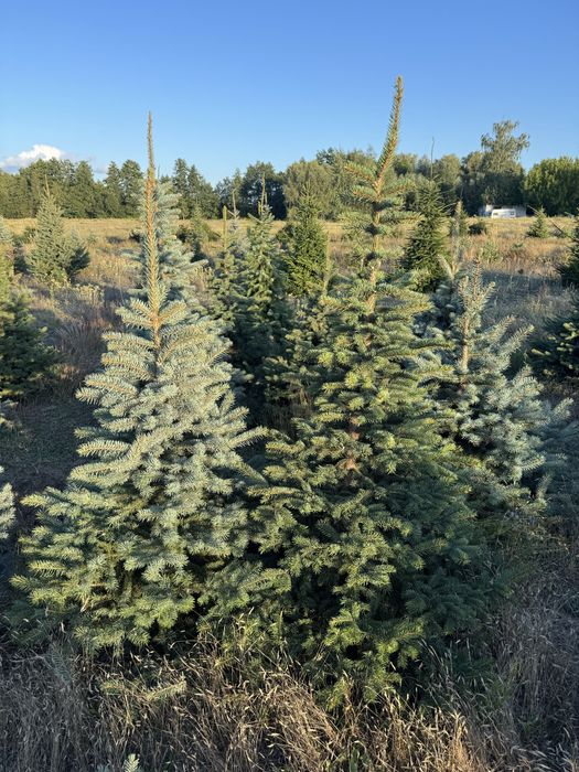 świerk srebrny formowany 180 cm -220 cm - dostawa