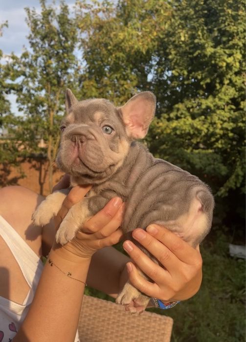 Бигроп девчка лилак. тан